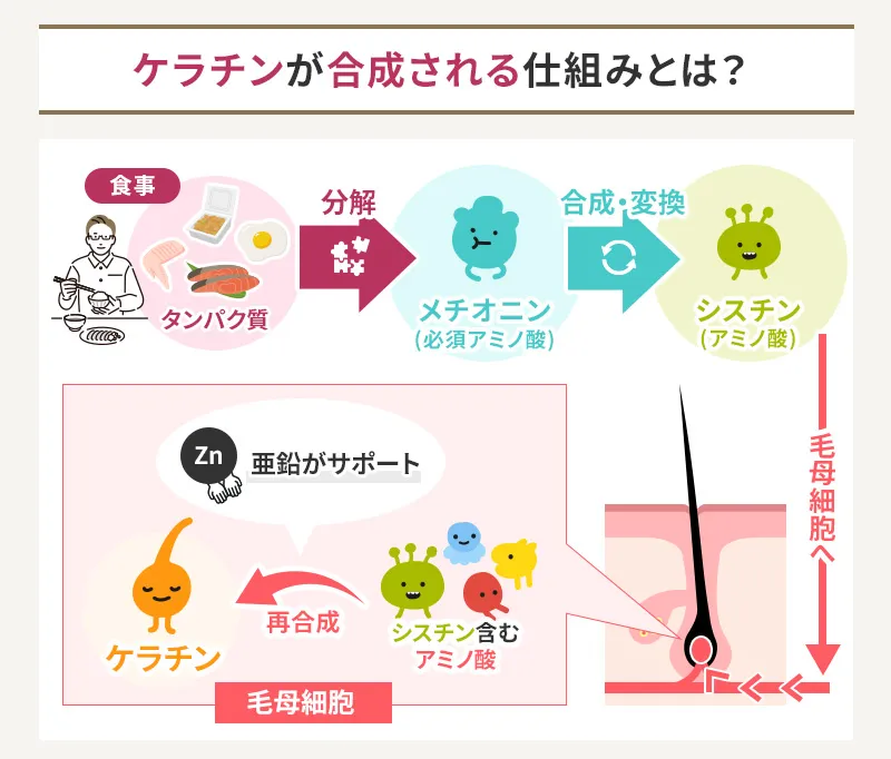 ケラチンが合成される仕組み