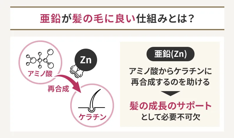 亜鉛が髪の毛に良い仕組み