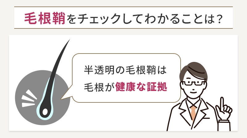 健康な髪か見分けるための毛根鞘のチェックポイント