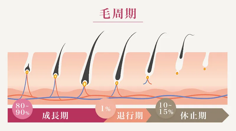 毛周期と抜け毛の関係性