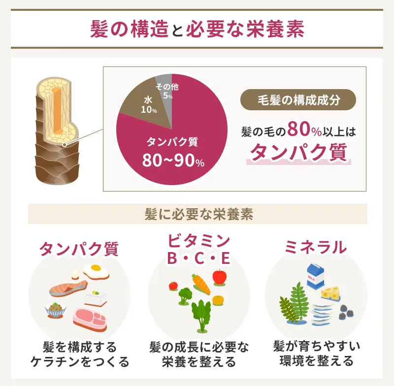 髪の構造と髪に必要な栄養素について解説