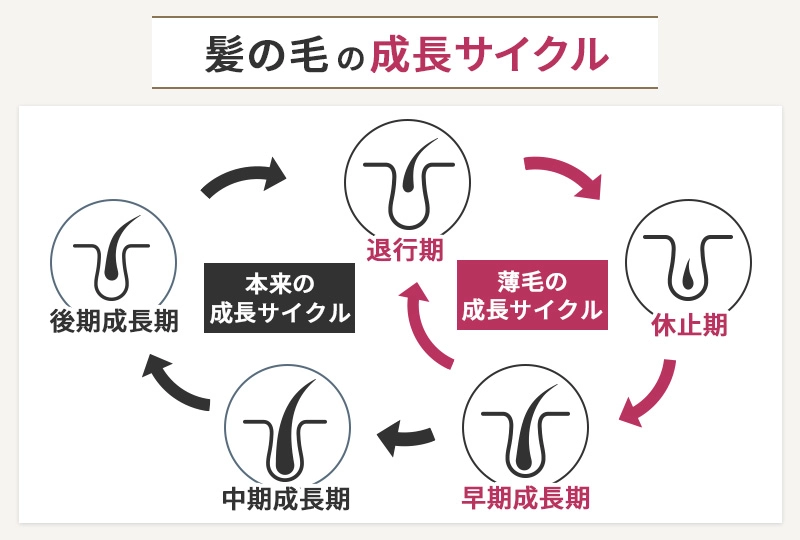 髪の毛の発毛サイクル
